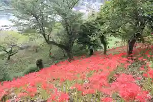 正暦寺の自然(2021年09月16日(木) 08時27分58秒投稿)