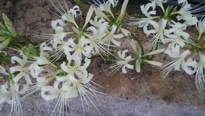 願掛け寺 香林寺の自然