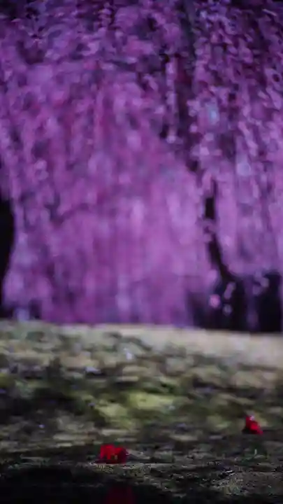 城南宮(京都府)