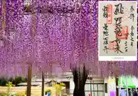 曼陀羅寺の自然