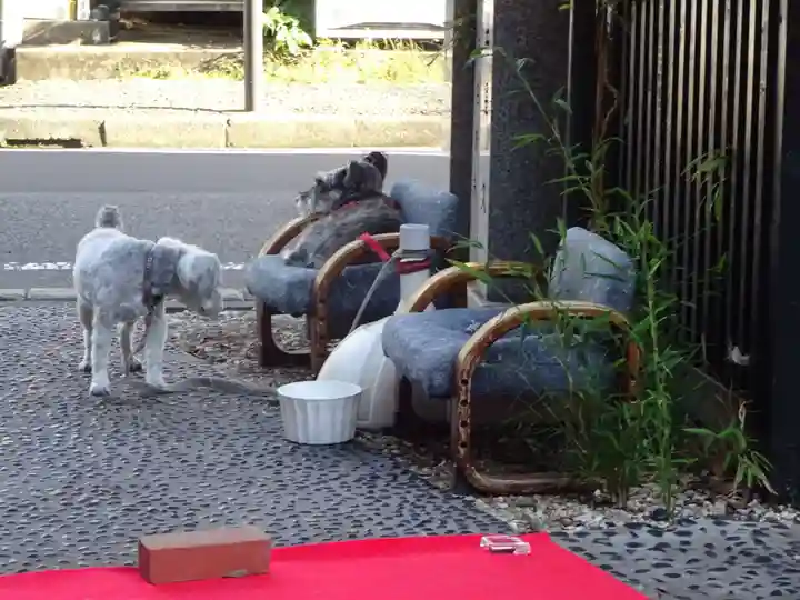 菊名神社の動物