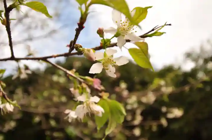 轟神社(高知県)