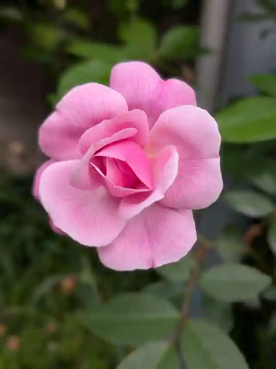 田端神社(東京都)