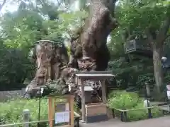 來宮神社(静岡県)