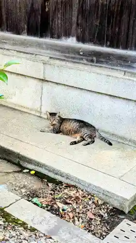 白金氷川神社の動物