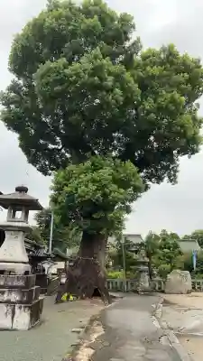 八坂神社(福岡県)