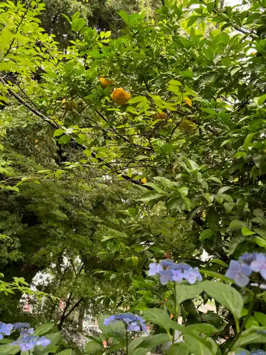 平野神社(京都府)