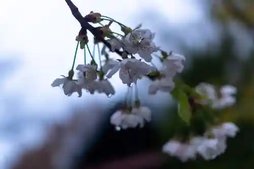 北海道護國神社の自然