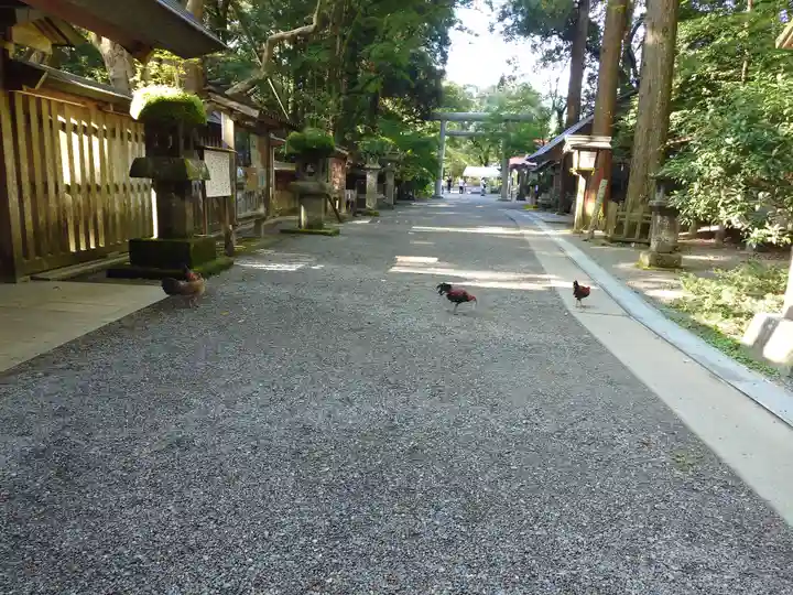 天岩戸神社(宮崎県)