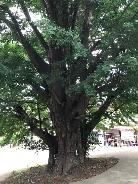 蛟蝄神社門の宮(茨城県)