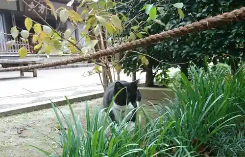 明月院の動物