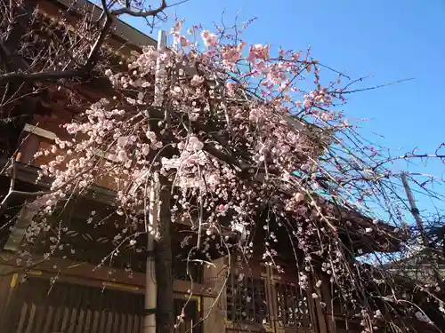 湯島天満宮の自然