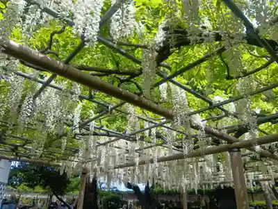曼陀羅寺(愛知県)