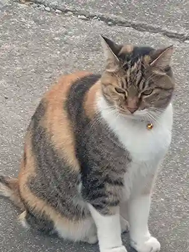 前玉神社(埼玉県)