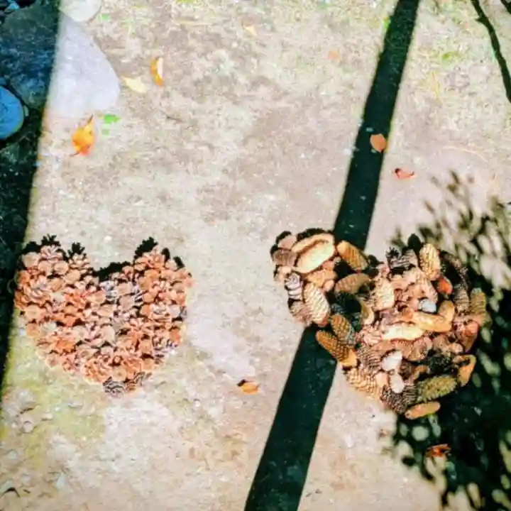 彌彦神社 (伊夜日子神社)(北海道)