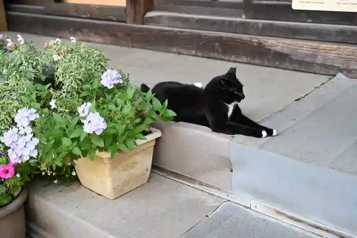 岡部春日神社~👹鬼門よけの🌺花咲く🌺やしろ~の動物