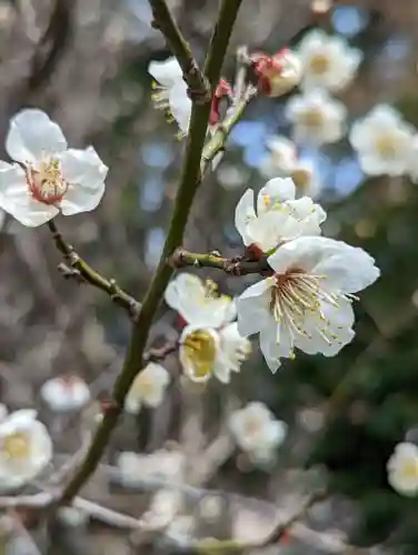 梅宮大社(京都府)