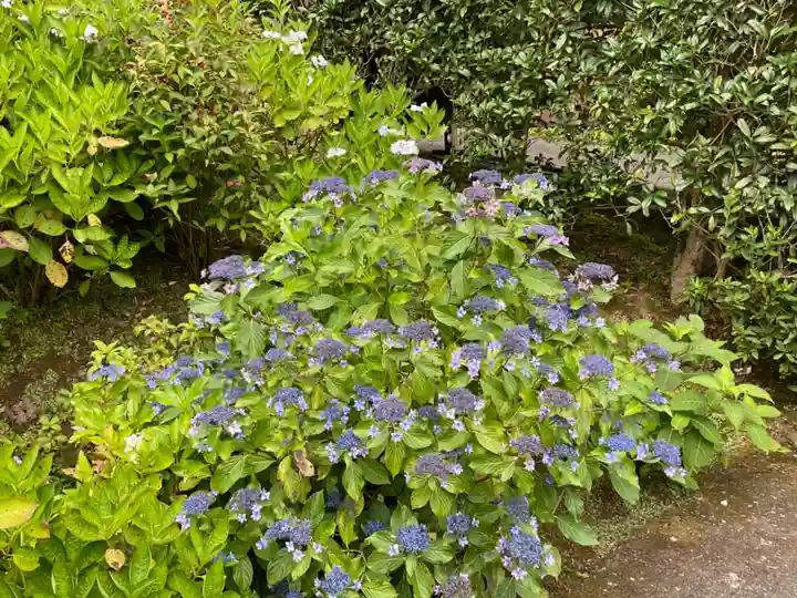 長壽寺(長寿寺)の自然