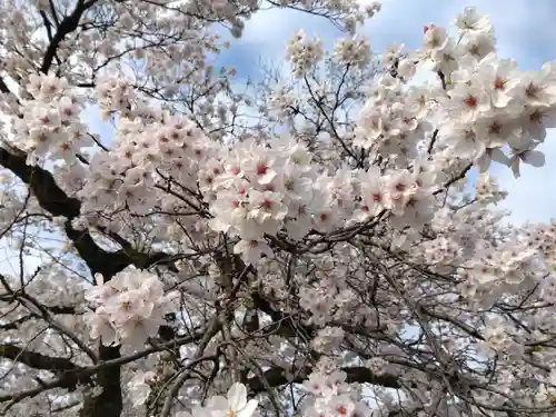 妙経寺(福井県)
