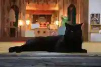 高司神社〜むすびの神の鎮まる社〜の動物