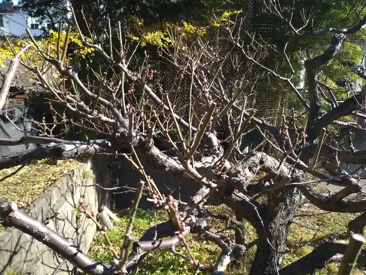 芝東照宮の自然