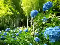 明月院(神奈川県)