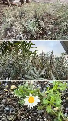 七重浜海津見神社(北海道)