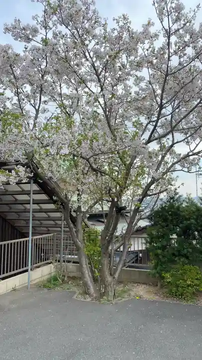 金剛寺の{uncategorized: "未分類", other: "その他", undefined: "問題あり", building: "その他建物", grave: "お墓", sacred_gate: "鳥居", guardian: "狛犬", statue: "像", buddha: "仏像", history: "歴史", nature: "自然", garden: "庭園", animal: "動物", pagoda: "塔", temizu: "手水舎", mountain_gate: "山門・神門", sanctuary: "本殿・本堂", subordinate: "末社・摂社", art: "芸術", scenery: "景色", jizo: "地蔵", ema: "絵馬", goshuin: "御朱印", omikuji: "おみくじ", items: "授与品その他", amulet: "お守り", goshuincho: "御朱印帳", eats: "食事", festival: "お祭り", votive_dance: "神楽", shichigosan: "七五三参", wedding: "結婚式", experience: "体験その他", initially: "初詣", around: "周辺", anti_infection: "感染症対策"}