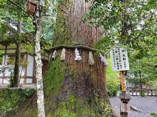 丹生川上神社（中社）の自然
