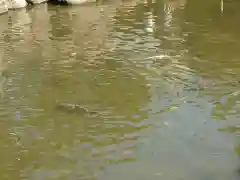 西宮神社(兵庫県)