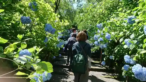 明月院の庭園