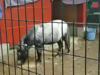 神田神社(神田明神)(東京都)