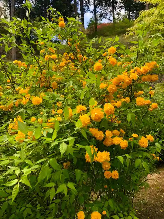 三室戸寺の自然