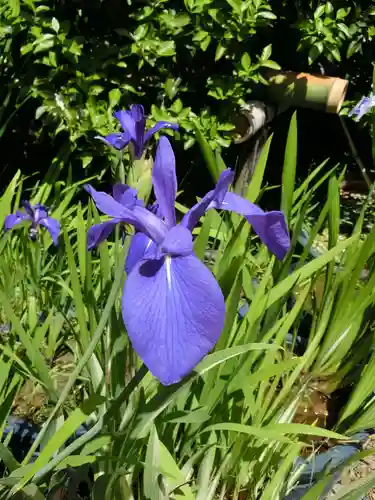 梅宮大社の自然