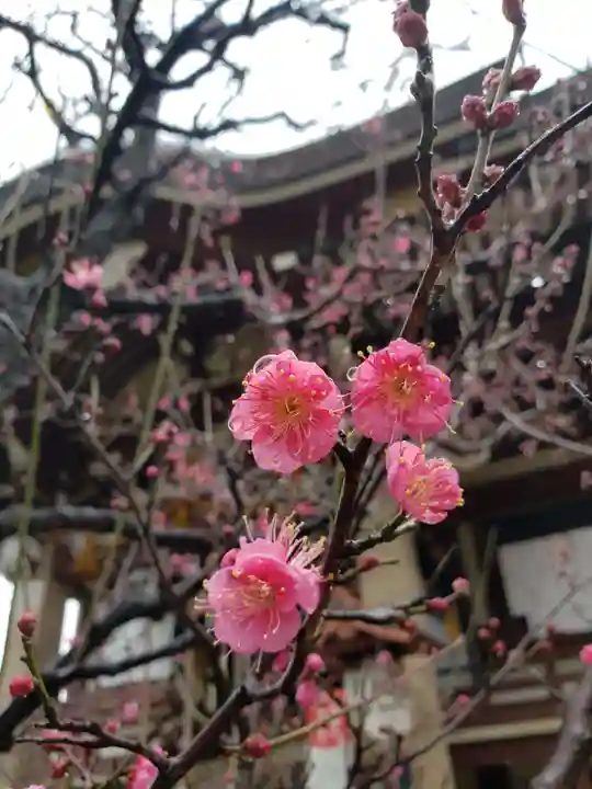 諏訪神社の自然
