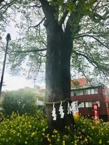 鎮守氷川神社の自然