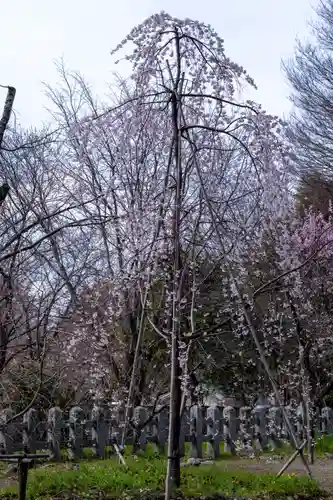 平野神社(京都府)