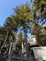 金丸八幡神社(徳島県)