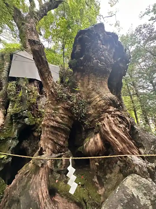 來宮神社(静岡県)