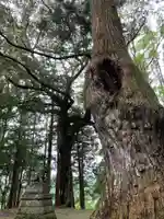 神明神社の自然