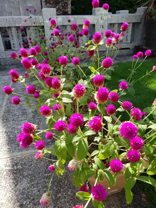 妙法寺(東京都)
