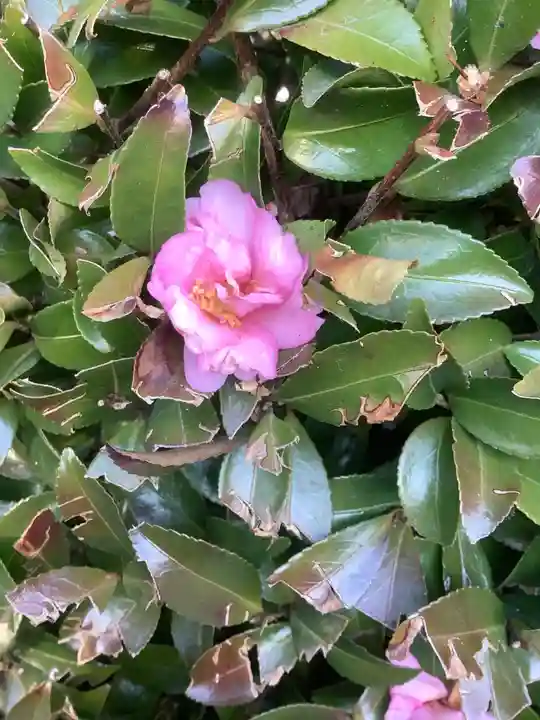 尾張猿田彦神社の自然
