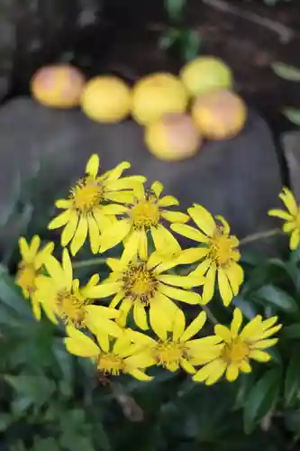 寿不動院(東京都)