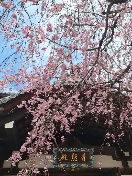 将軍塚青龍殿(青蓮院門跡)の{uncategorized: "未分類", other: "その他", undefined: "問題あり", building: "その他建物", grave: "お墓", sacred_gate: "鳥居", guardian: "狛犬", statue: "像", buddha: "仏像", history: "歴史", nature: "自然", garden: "庭園", animal: "動物", pagoda: "塔", temizu: "手水舎", mountain_gate: "山門・神門", sanctuary: "本殿・本堂", subordinate: "末社・摂社", art: "芸術", scenery: "景色", jizo: "地蔵", ema: "絵馬", goshuin: "御朱印", omikuji: "おみくじ", items: "授与品その他", amulet: "お守り", goshuincho: "御朱印帳", eats: "食事", festival: "お祭り", votive_dance: "神楽", shichigosan: "七五三参", wedding: "結婚式", experience: "体験その他", initially: "初詣", around: "周辺", anti_infection: "感染症対策"}