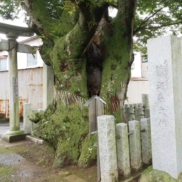 素鵞熊野神社の自然