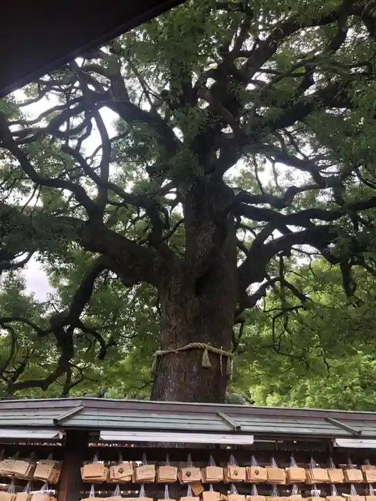 明治神宮(東京都)