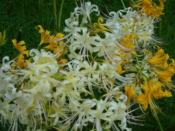 横浜 西方寺の自然