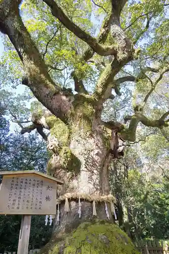 熱田神宮の自然