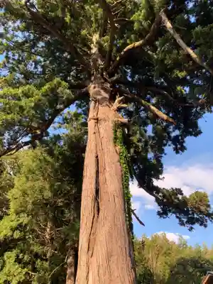 八幡大神の自然