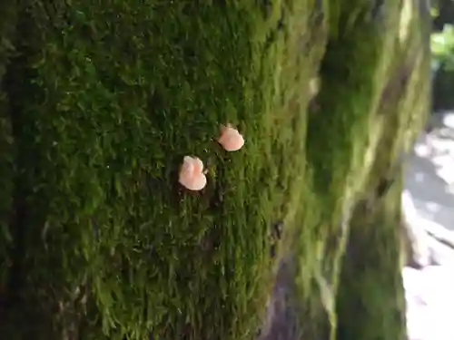 星田妙見宮(大阪府)